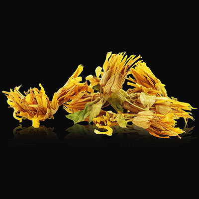 Gentiana lutea