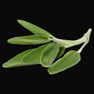 Sage