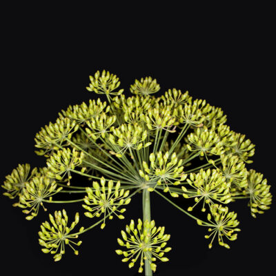 Foeniculum vulgare